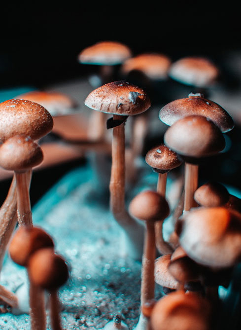 Psilocybin mushrooms used in mental health therapy